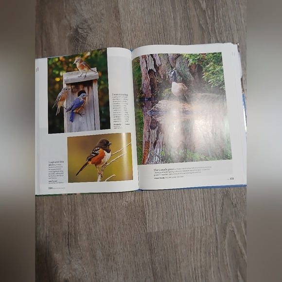 'Birds in Every Season' Book - By Birds And Bloom. 300+ Bird Photos. - Picture 6 of 7